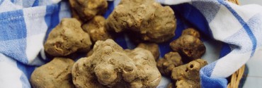 Tartufo Bianco d'Alba