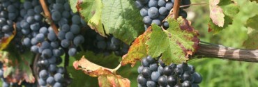 Grappoli di Nebbiolo