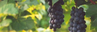 Bouquet del vino