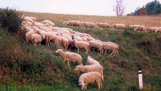 Itinerario del Murazzano dop