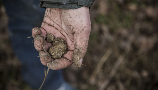Il Tartufo – Gestione di un patrimonio