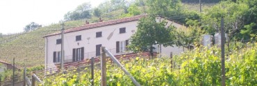 Dalle vigne