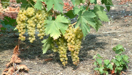 Itinerario del Moscato