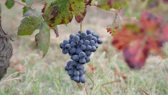Itinerario del Barbera