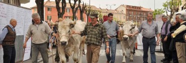 Fiera del bue grasso Carrù