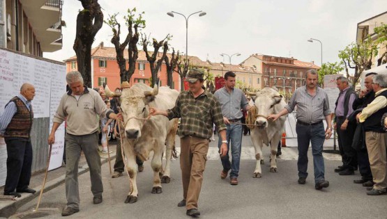 Fiera del bue grasso Carrù