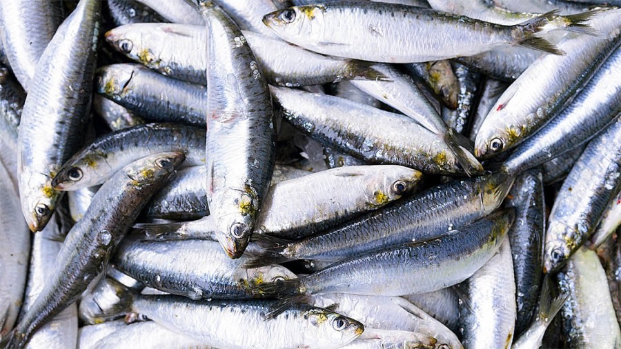 Acciughe ancora da salare Acciughe ancora da salare