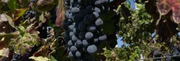 Cantine Soria