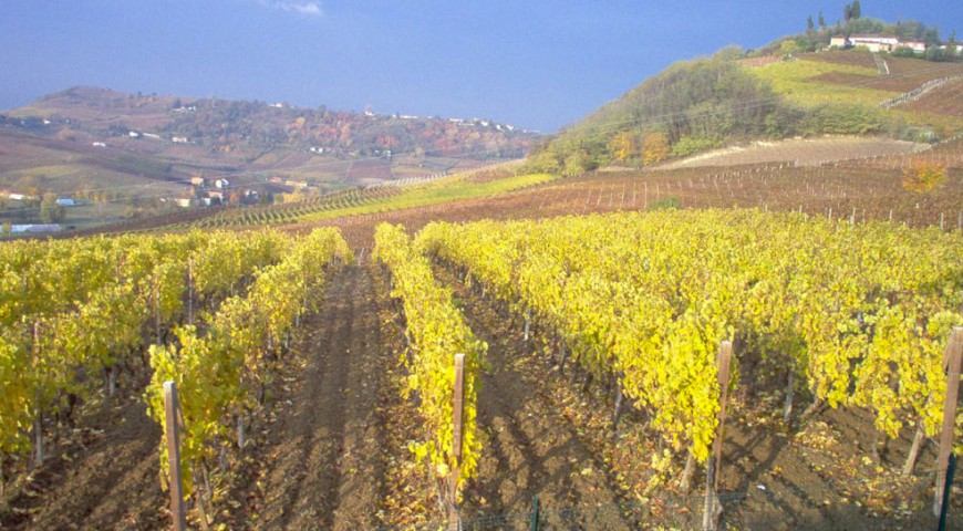 Cocito Dario - Collina Crena