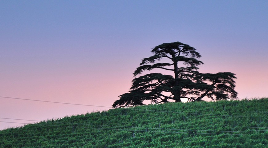 The Cedar in La Morra on the Monfalletto hill