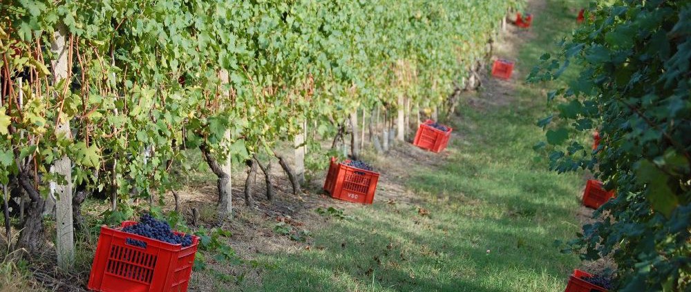 La vendemmia a Cà Neuva