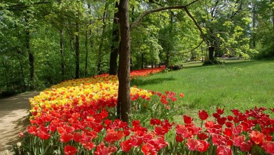 Messer tulipano