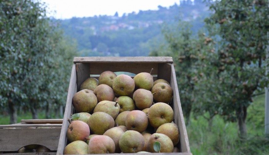 L'Orto Smeraldo - pere Madernassa