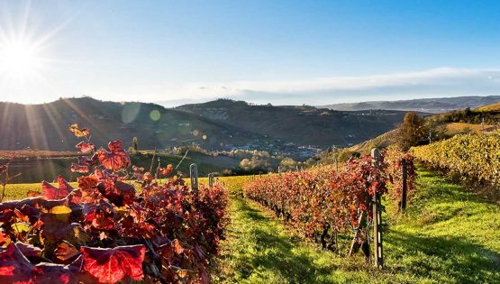 Un giorno alla scoperta di Alba e del Barolo