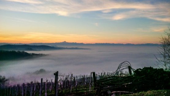 Runchét: cantine aperte per Vinum