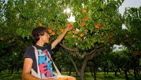 Langhero: raccolta pesche self service
