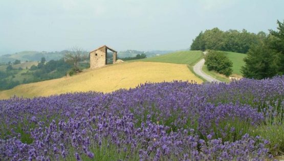 Non solo erbe…Aromi, tipicità e cultura