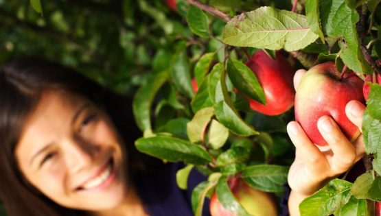 Langhero: vendemmia e raccolta di mele e pere self service