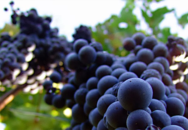 dolcetto - eventi