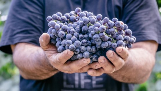 Vinum Incontra: Workshop il Roero e il suo territorio