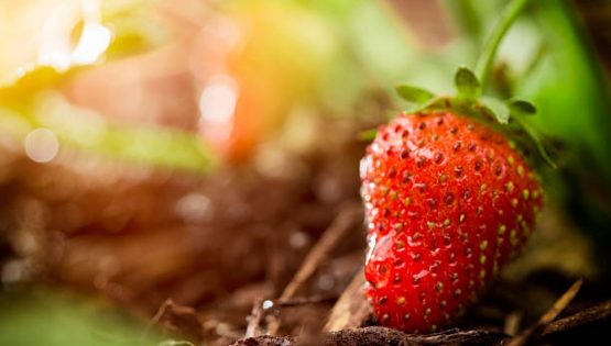 A tutta Fragola