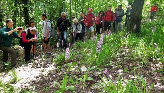 Sul sentiero del lupo e delle orchidee