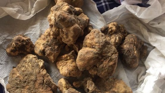 Alba Truffle Show ospita l’Accademia Italiana del Tartufo