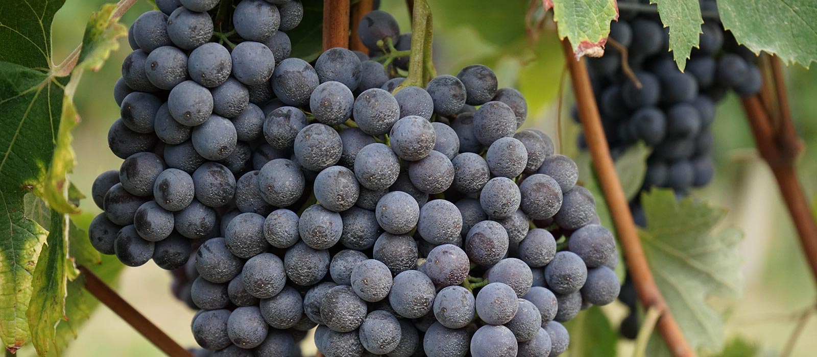 dolcetto - eventi
