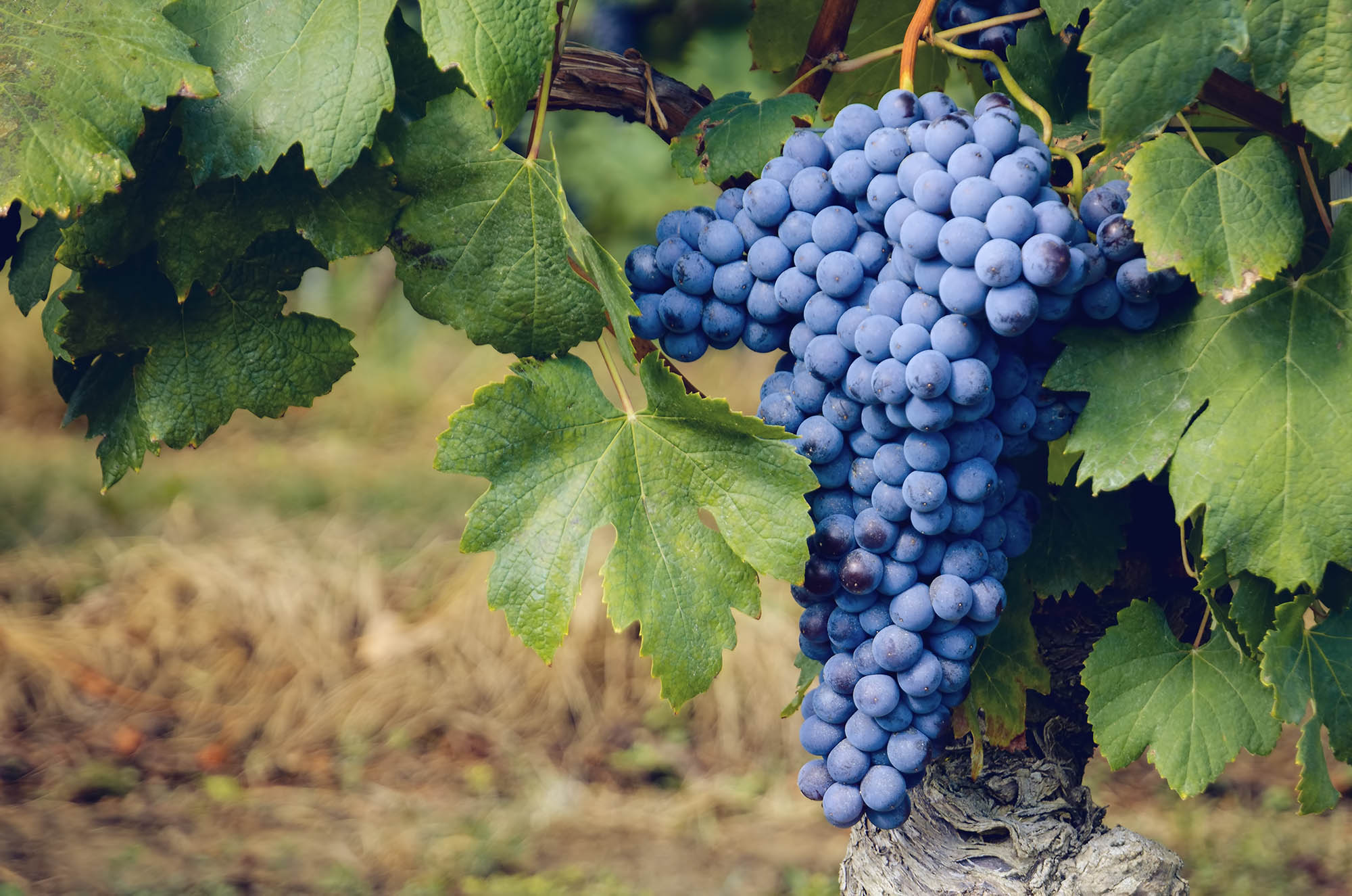 graps of nebbiolo in the vineyard of barolo (Italy) Grappolo di Nebbiolo in vigna a settembre prima della vendemmia