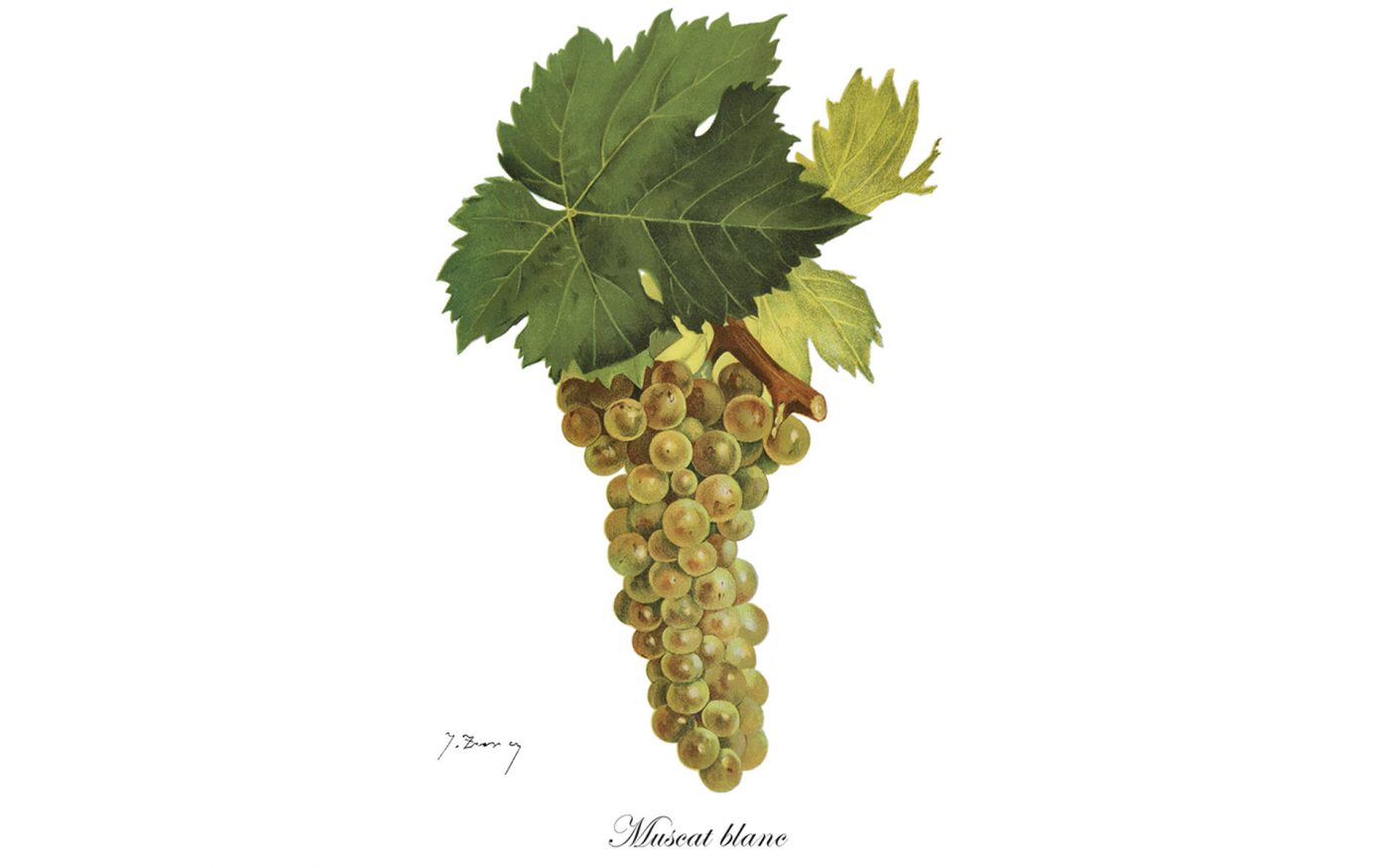 Moscato bianco grappolo