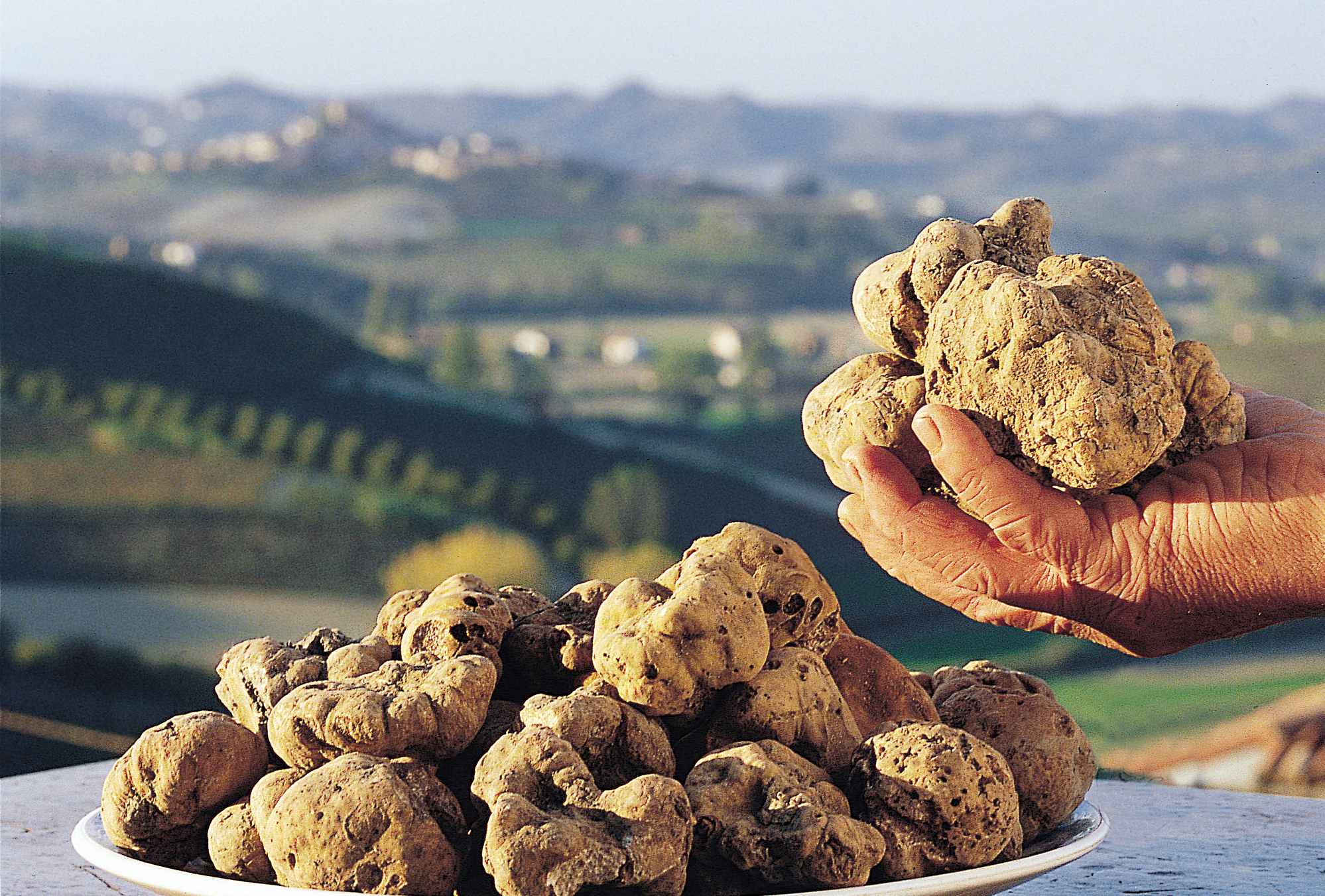 International Alba White Truffle Fair Cosa Vedere nelle Langhe