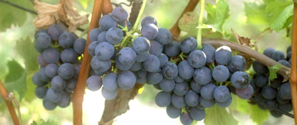 nebbiolo