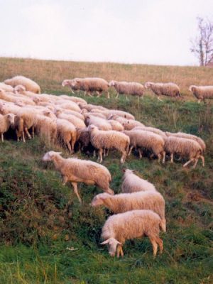 Itinerario del Murazzano dop