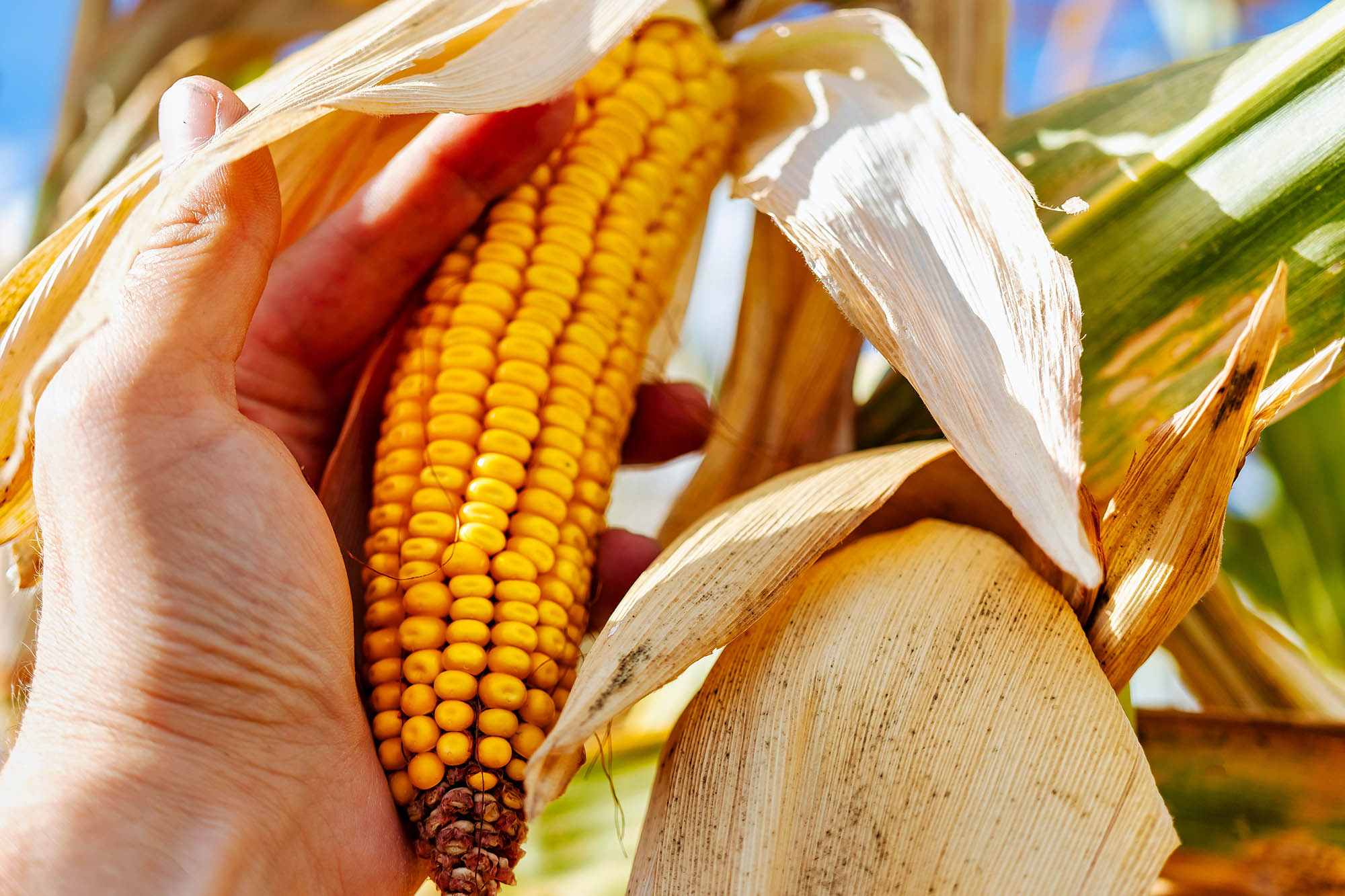 Cobs of juicy ripe corn in the field close-up. A man's hand checks the corn. The most important agricultural crop in the world. Corn harvesting