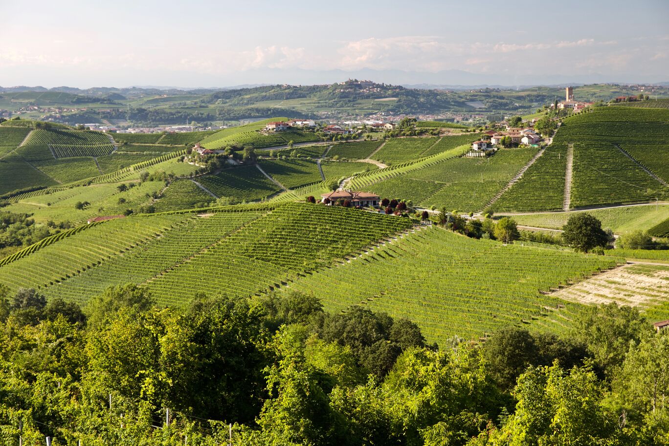 Barbaresco
