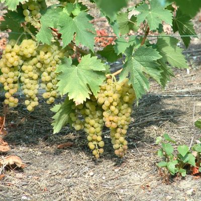 Grappoli di Moscato