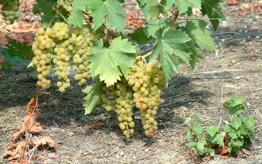 Grappoli di Moscato