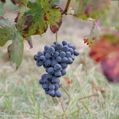 Grappolo di Barbera