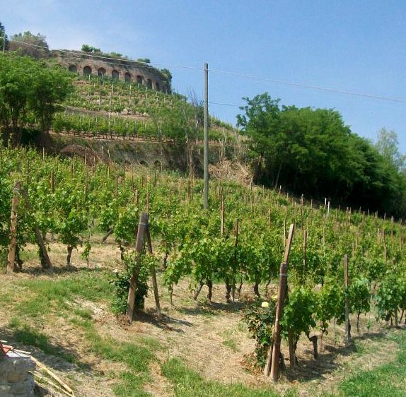 Gatti Piero - The home of Moscato