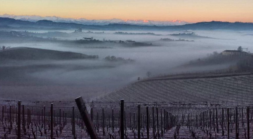 Vigne Gennaio - Vini Aimasso