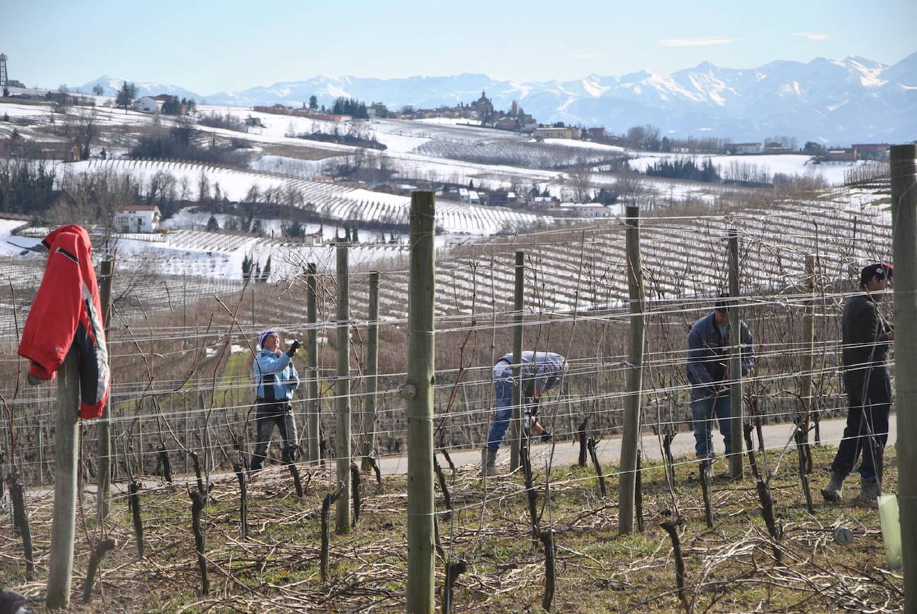 La potatura nelle vigne di Sylla Sebaste a Barolo con lo sfondo dell'arco alpino