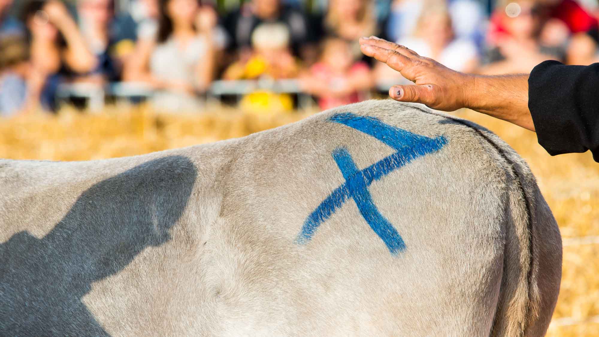 L'asino numero 7 - il più indomabile del Palio 2016