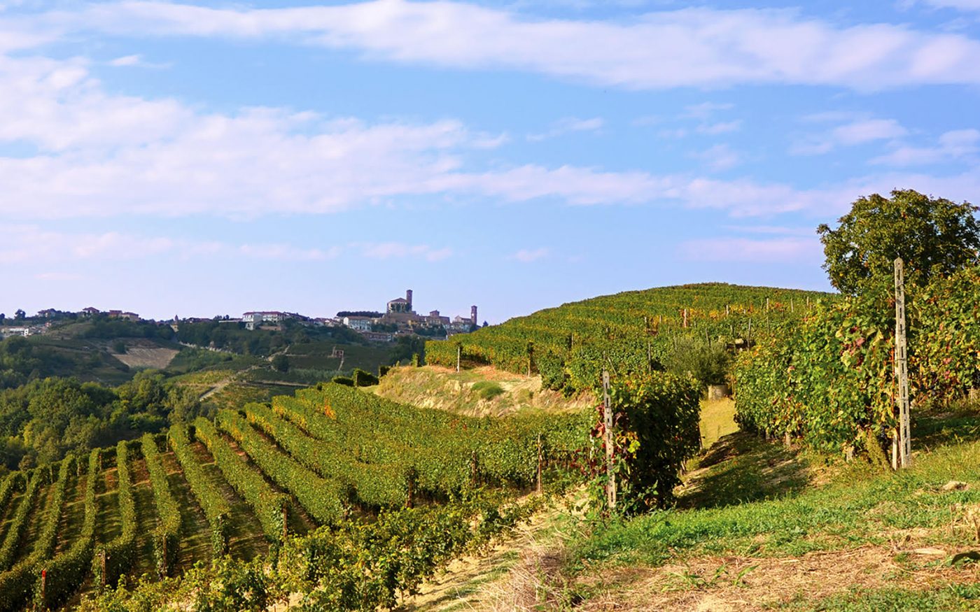 The farm vineyards