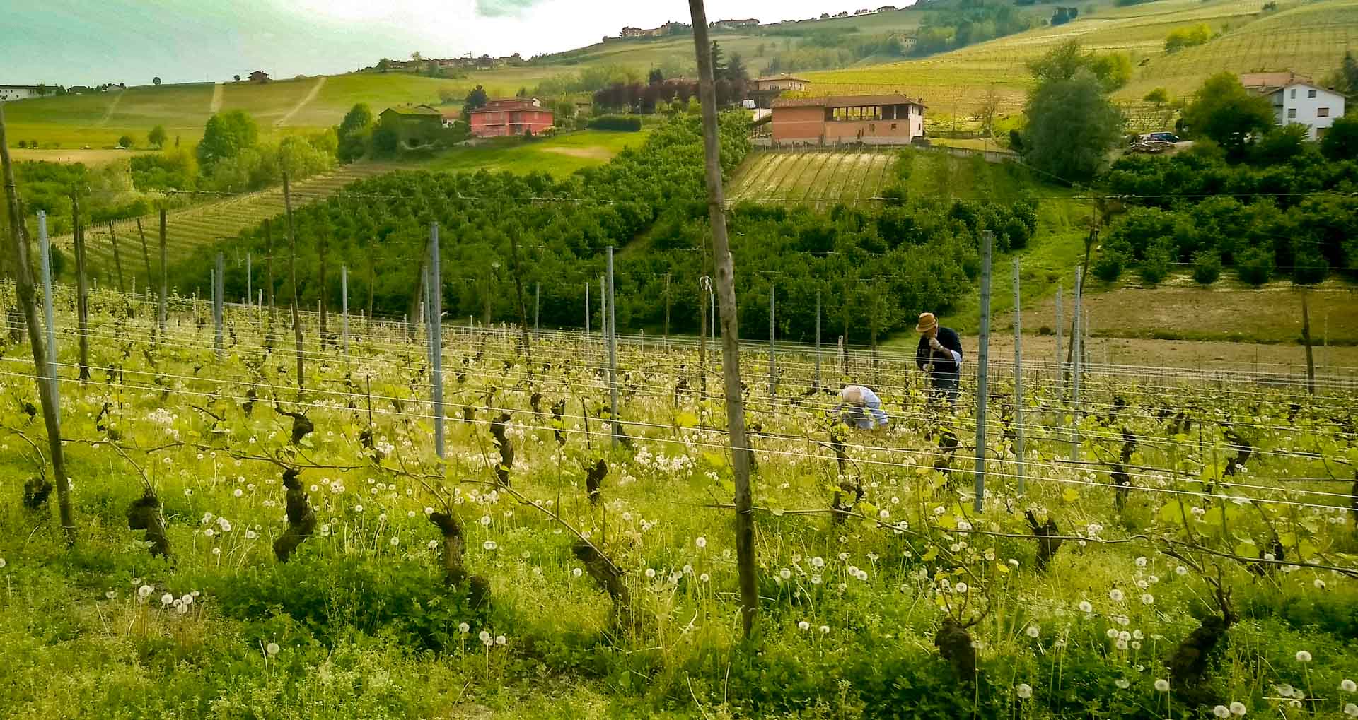 Lavori in vigna 