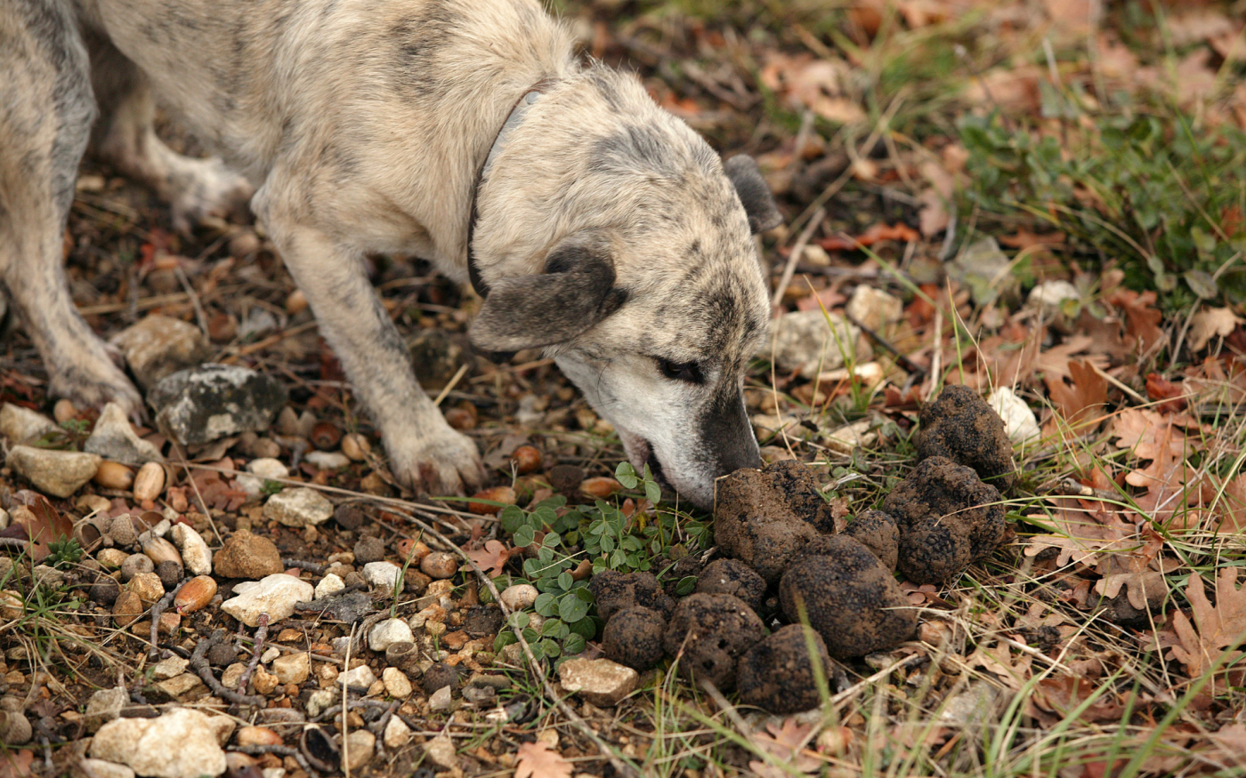 Segretario Nervo Identificazione Ricerca Del Tartufo Senza Cane Scanalatura Radioattivit Stimolare