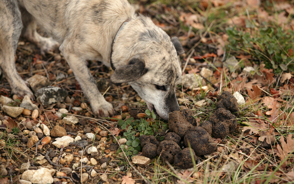 The habitat of the truffle, an instrument of environmental sustainability