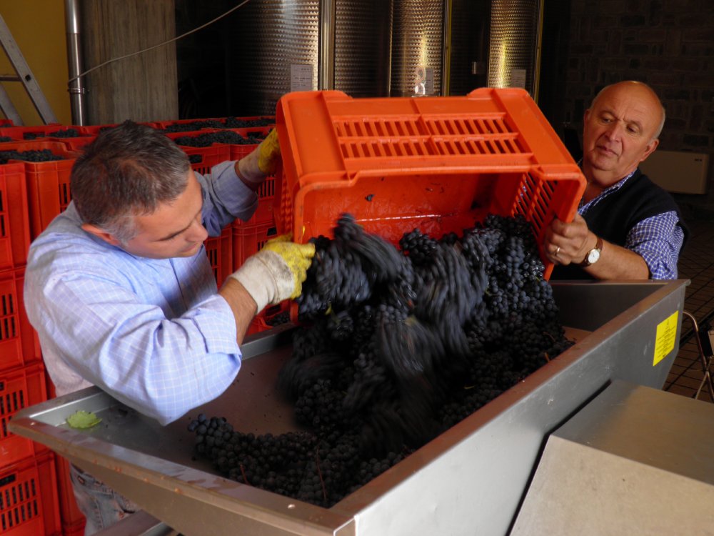 Le Strette Vini - Controllo delle uve dopo la vendemmia prima della pigiatura