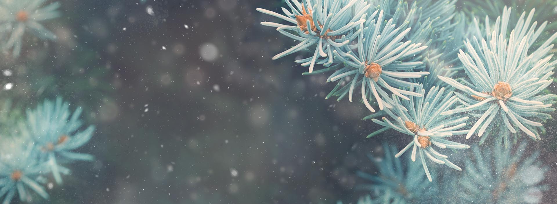 Snow fall in winter forest. Christmas new year magic. Blue spruce fir tree branches detail. Banner image