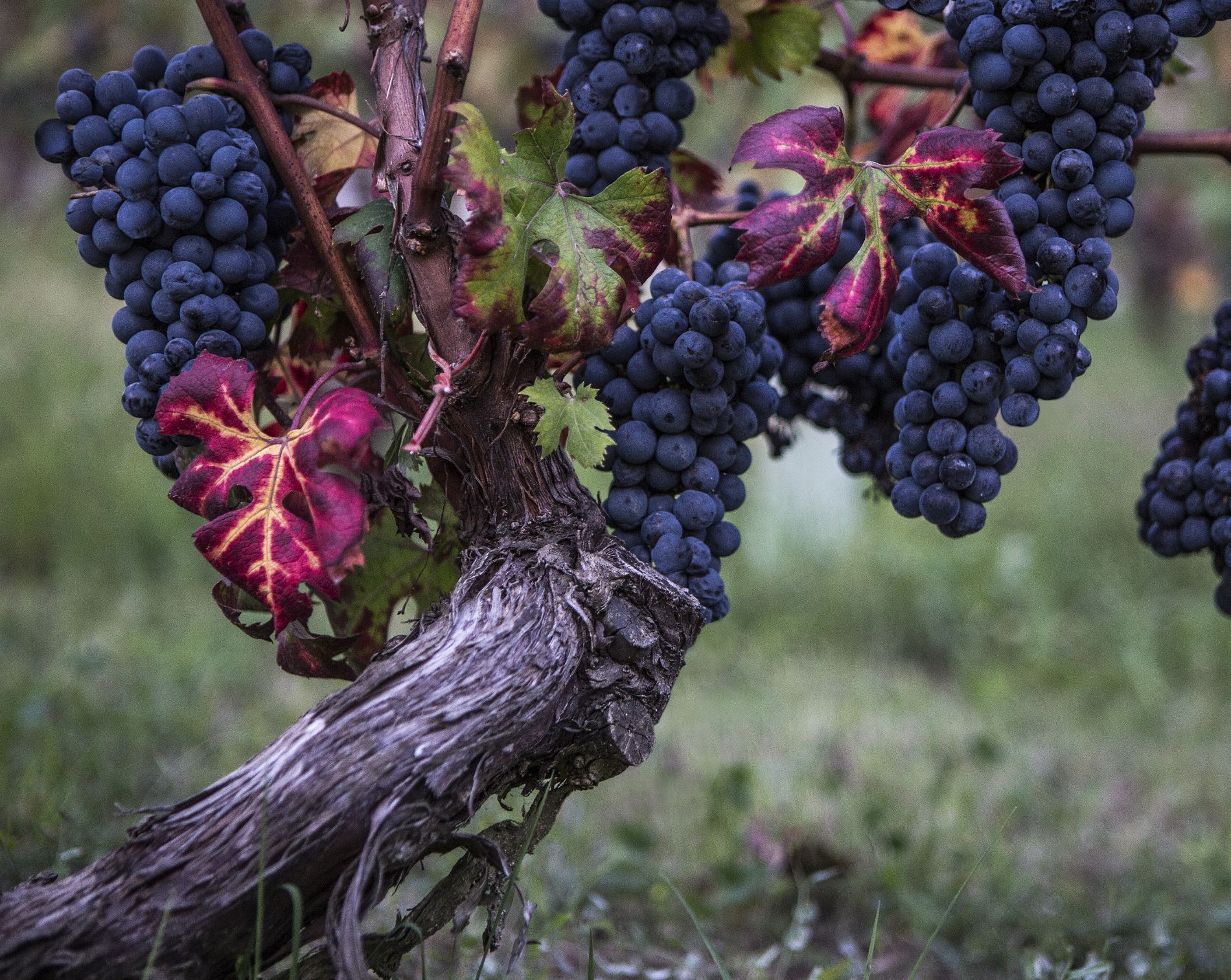Riserva di Famiglia Barbera Coppo