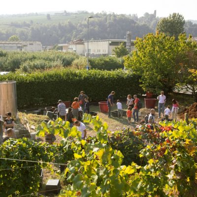 Pigiatura gruppo cascina fontanette